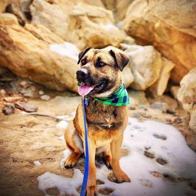 Dog at Ute Valley Park