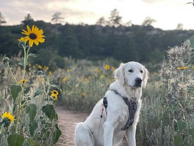 Dog at Ute Valley Park