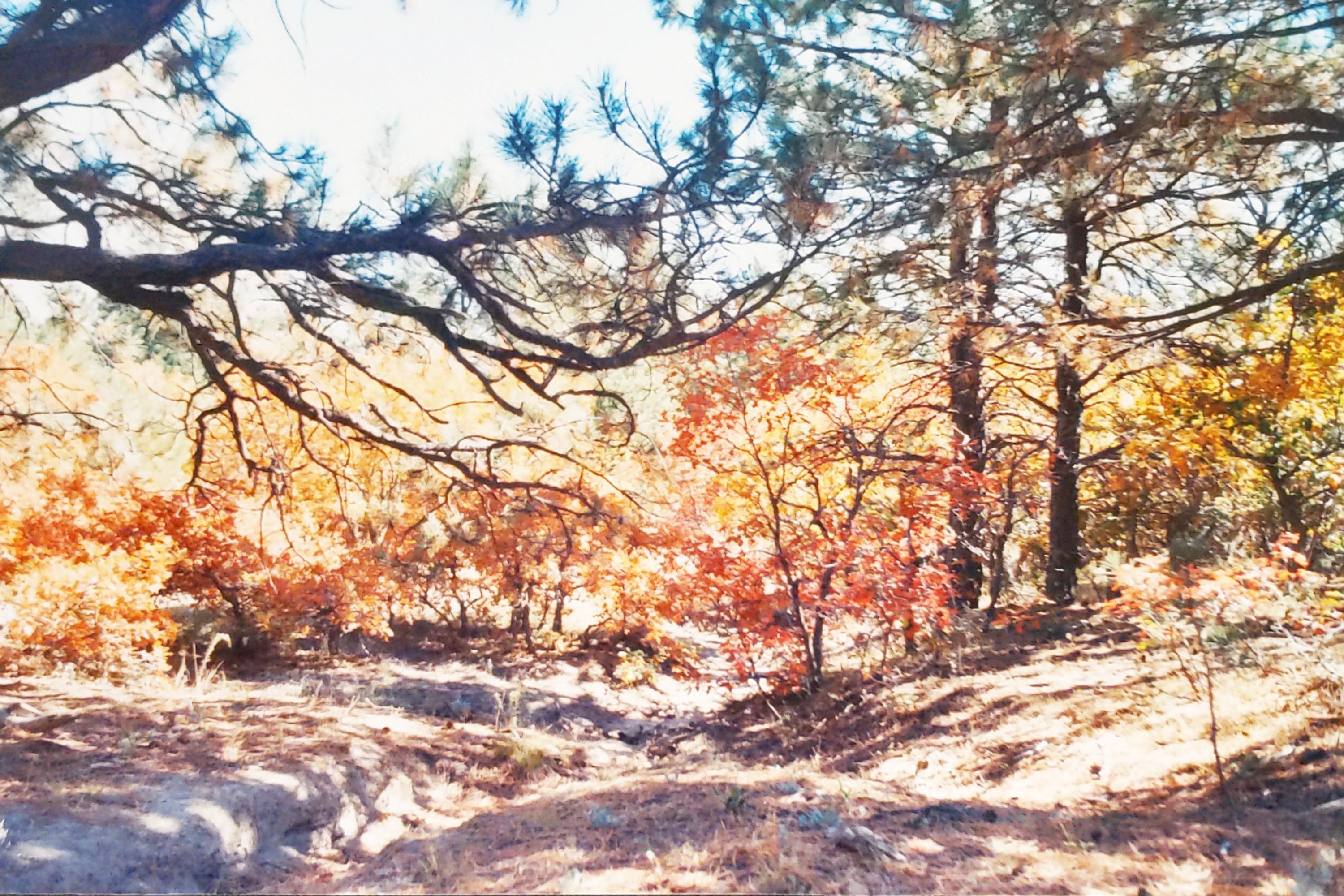 Historic Ute Valley Park photo 17