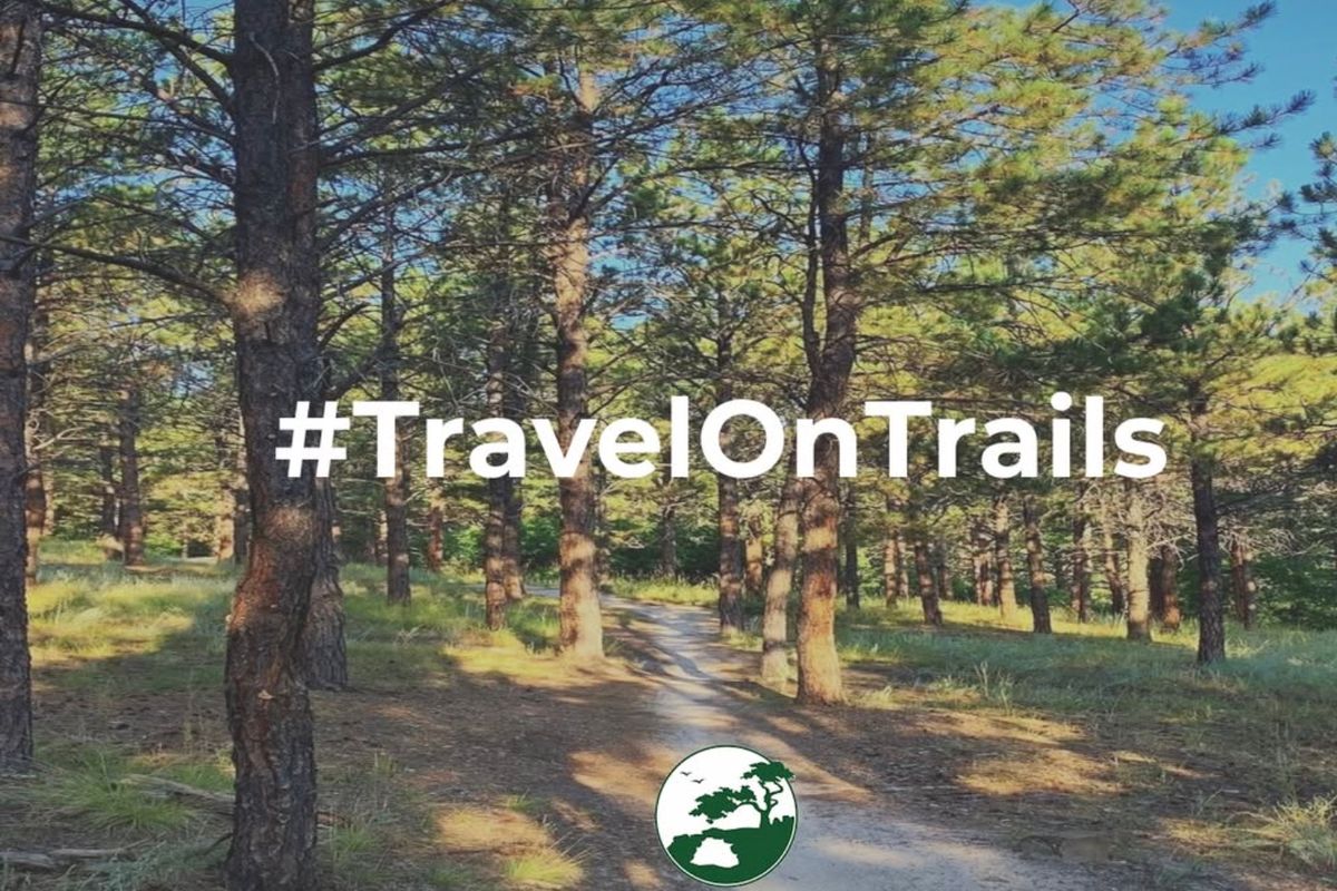 Travel on trails to protect Ponderosa pine roots cover image