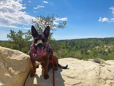 Dog at Ute Valley Park