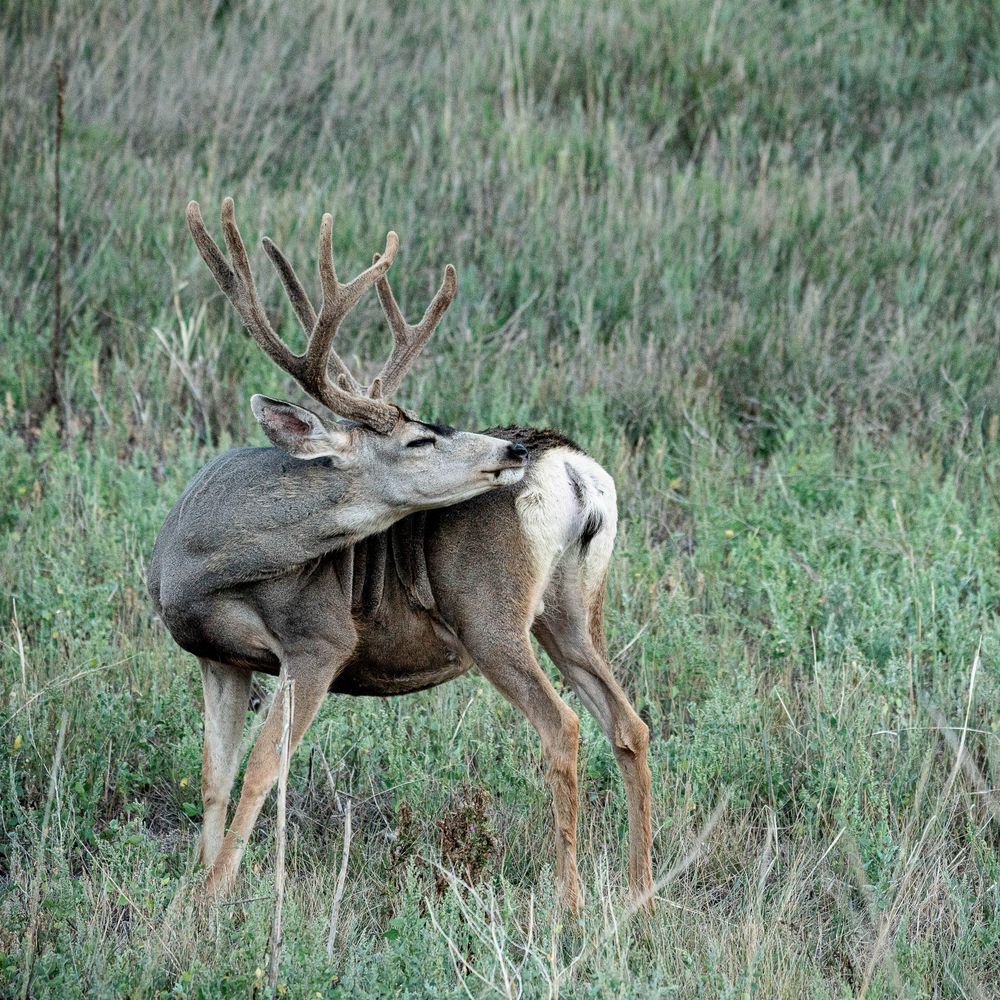 Two mule deer bucks standing in a field of grass