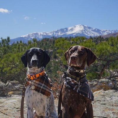 Dog at Ute Valley Park
